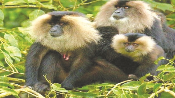 An Endangered Lion-Tailed Macaque Has Given Birth To Cubs At Mysuru Chamarajendra Zoo