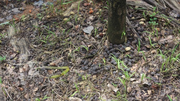 Heavy Rain Protection Of Arecanut Tree Tips For Farmers Heavy Rain Protection Of Arecanut Tree Tips For Farmers