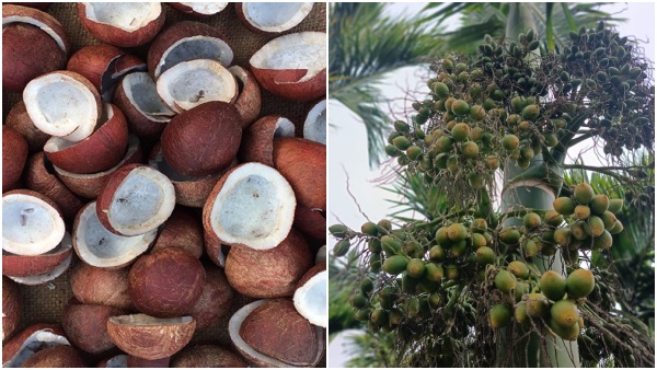 kobri cop price surpasses Rs 17000 per quintal arecanut price details