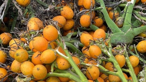 Arecanut Central government has decided to import 17 000 tonnes from Bhutan