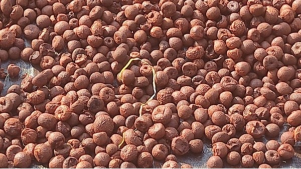 Arecanut price details of Davanagere market on September 06 know Statistics details