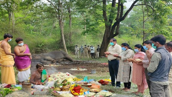 Mysuru Dasara 2024 What Is The Speciality Of Dasara Elephant Balarama