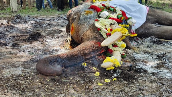 Mysuru Dasara 2024 What Is The Speciality Of Dasara Elephant Balarama