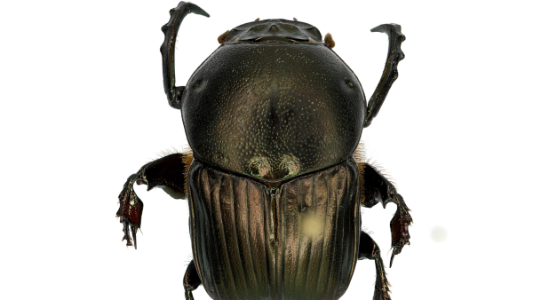 New species s beetle found in 3 places including Biligiriranga Hills