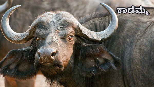 Bison scared the tiger in Bandipur video viral