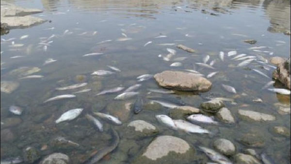Technical Expert Committee Give Report About Deterioration In Cauvery River Water Quality