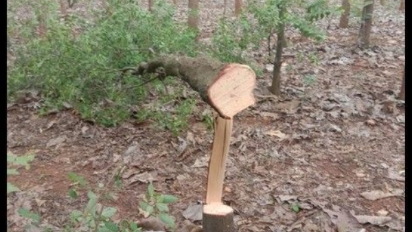 Illegal Sandalwood transportation on bike at Ramapura Two accused arrested