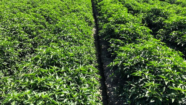 Effective Pest Control Methods For Chilli Crop Tips For Farmers