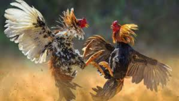 Life Tips What Should We Learn From The Cock For A better Life