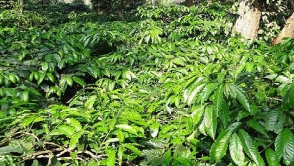 Coffee Crop Destroying In Raining Season At Malnad