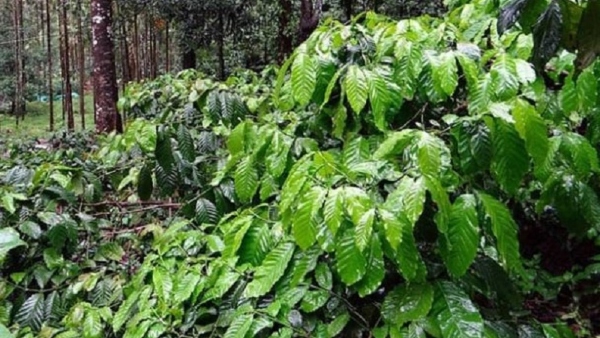 Coffee Crop Destroying In Raining Season At Malnad