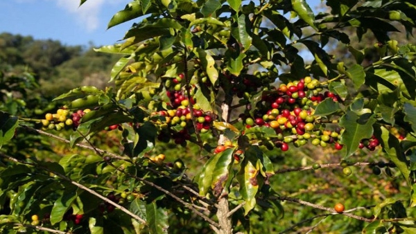 Coffee Crop Destroying In Raining Season At Malnad