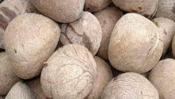 Copra Kobbari Prices surpassing 15000 Rs in Karnataka market