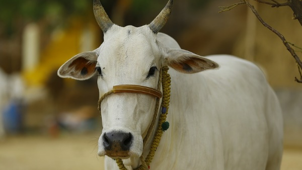 What is the reason for the doctor euthanizing a cow in karnataka