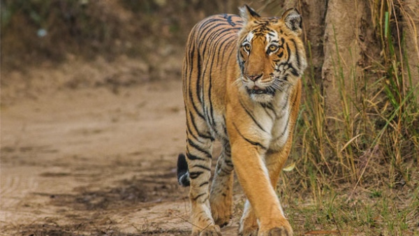 2 cows death due to tiger attack in Vadeyanapura village