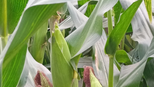 Disease For Corn Crop Key Preventive Tips For Farmers