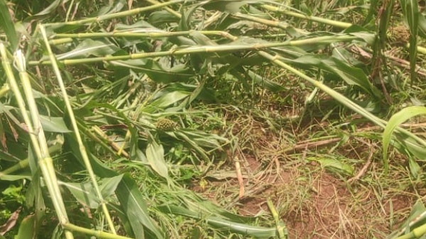 Wild elephant destroyed Agricultural crops amp amp equipment in Kotekere village