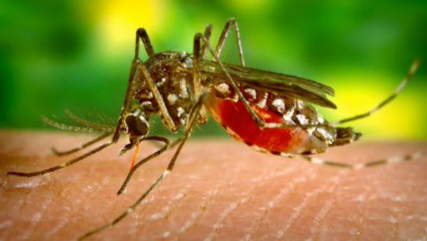 The State Government Has Implemented New Rules To Control Dengue