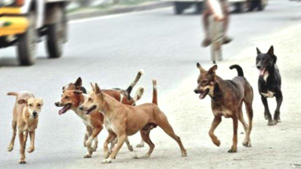 The Problem Of Stray Dogs Has Increased In The Shasakara Bhavana in Bengaluru