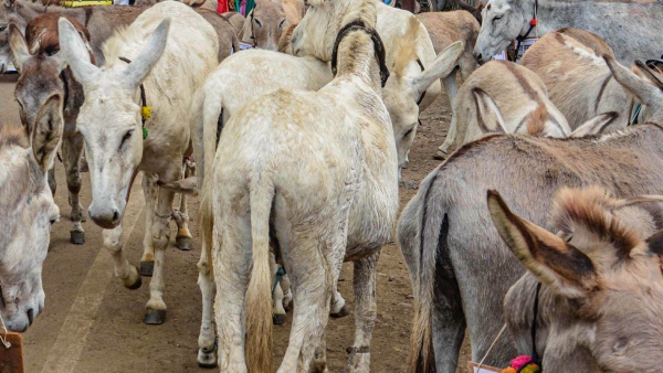Donkey Sale For 1 Lakh Price Farmers Moves Vijayanagara Deputy Commissioner Office