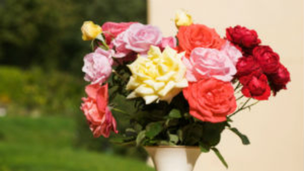 dont give these plants to others as a gift you know why