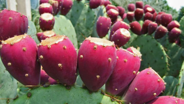 dont give these plants to others as a gift you know why