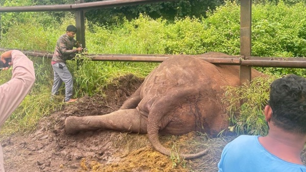 A Elephant Rescue in railway barricade near Bandipur