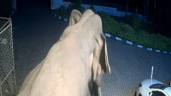 Wild Elephant visit to hotel in Biligiriranga Hill video viral