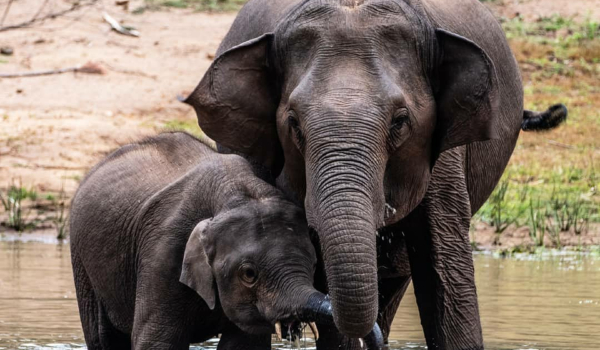 Karnataka Government Will Gift Four Elephants To Andhra Pradesh Karnataka Government Will Gift Four Elephants To Andhra Pradesh