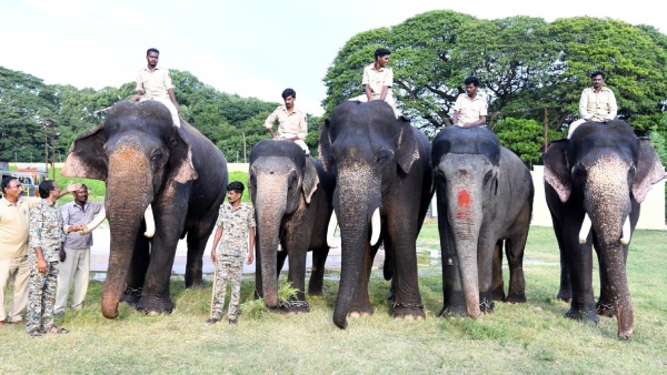 Five More Elephants came to Mysuru Palace for Dasara Jambu Savari
