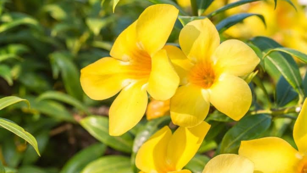 Viral video man made picture of devil on his garage door - flower that blooms to applause