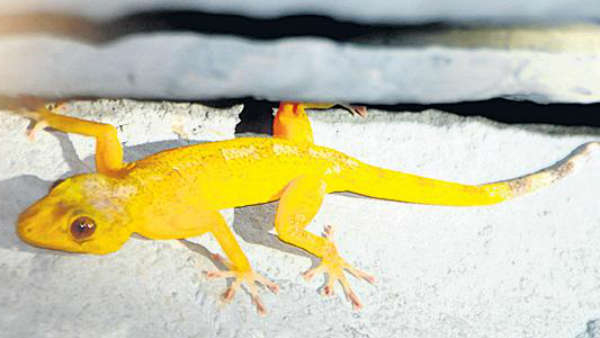 Tirumala Golden lizard found in Tirupati what s special