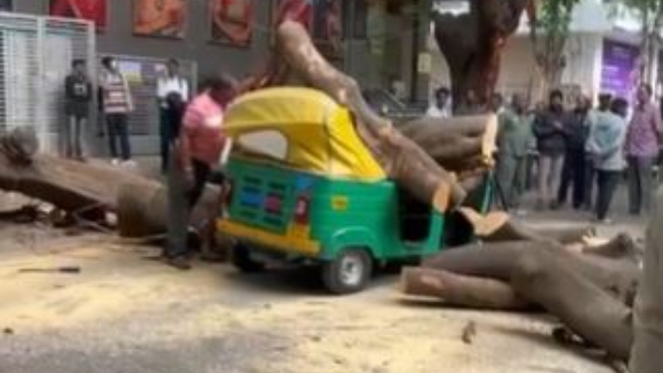 A Huge Tree Fell On A Moving Auto In Bangalore