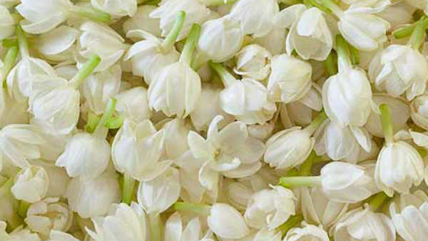 Betel Banana And Jasmine Are The Pride Of Mysuru