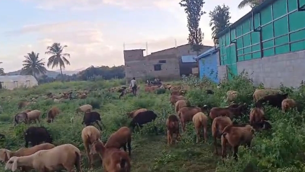 Shepherd who saved the Sheep by leopard near Kollegala