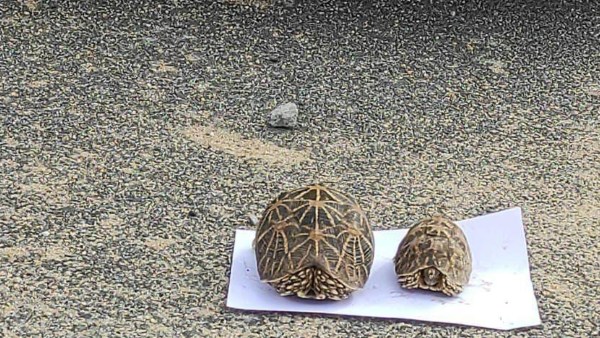Star tortoises s illegal transportation in Kollegala three accused arrest