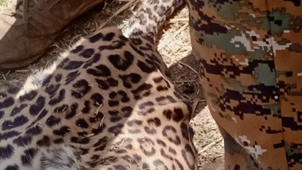 Farmers Injured While Forest Department Firing On Leopard At Chamarajanagar