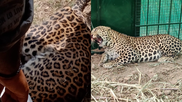 Leopard Died Of Starvation In Chamarajanagar District Vaddarahalli Village