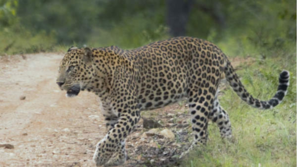 Leopard Found in Village Road at Hassan Channarayapatna Villagers are worried