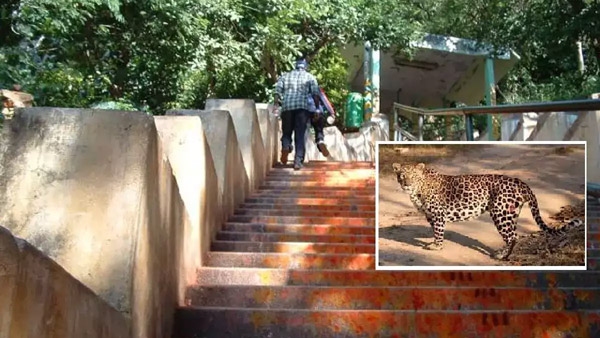 leopard in tirumala cctv camera captures the leopard scene