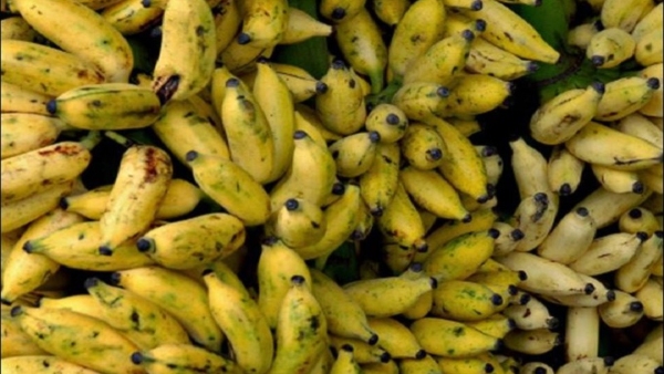 Betel Banana And Jasmine Are The Pride Of Mysuru