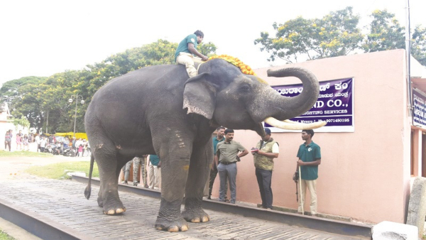 Mysuru Dasara 2024 Special Gajapuja For The Rowaris Of Jambusavari On Gauri Ganesha festival Mysuru Dasara 2024 Special Gajapuja For The Rowaris Of Jambusavari On Gauri Ganesha festival