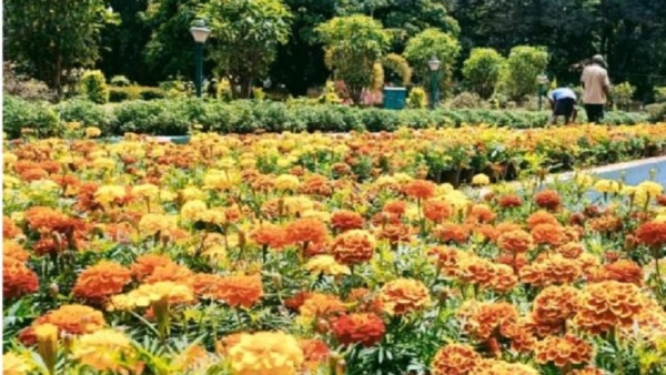 Mysuru Dasara 2024 Opportunity To Participate In Dasara Fruit amp amp Flower Show