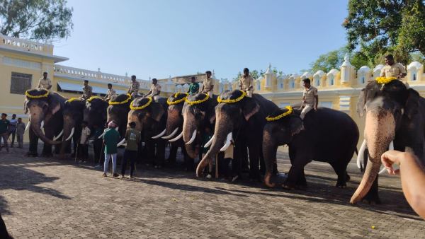 mysuru dasara elephants practice of carrying wooden howdah