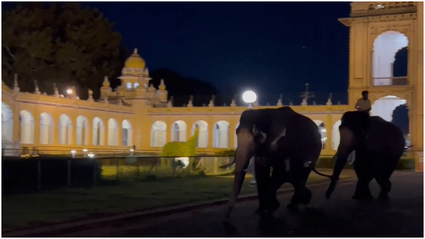 Elephants Fighting at Mysuru Palace Creates Tensions