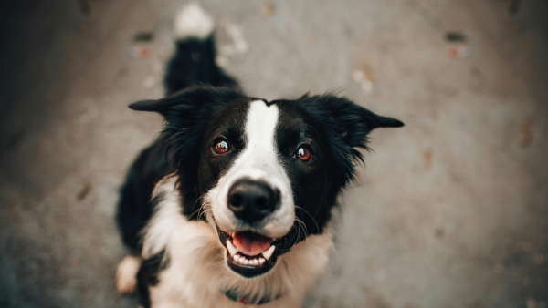What are the new rules amp amp plans to avoid dog bites in Bengaluru