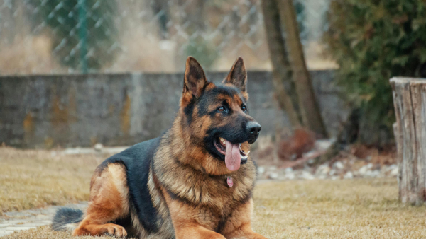 What are the new rules amp amp plans to avoid dog bites in Bengaluru