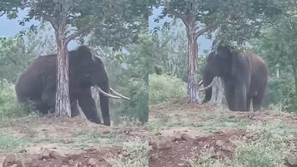 Allergy to elephant Tourists captured Photo and video in PG Palya Safari