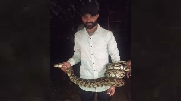 shivamogga news cheating in nut weight dance of foreign tourists during ganesha washaar - python captured