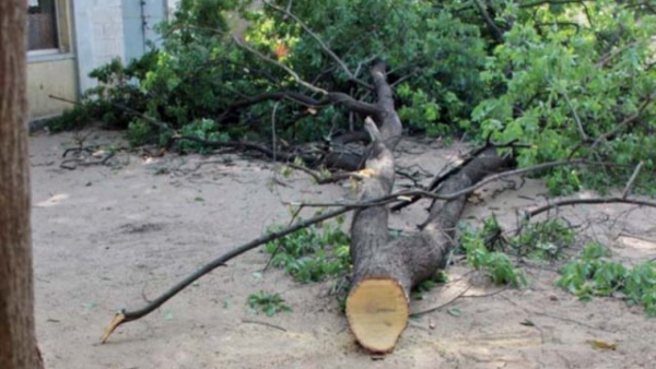 Increasing Theft Of Sandalwood In Mysore Is A Challenge For Growers To Sustain